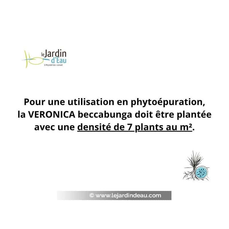 Pour une utilisation en phytoépuration, la VERONICA beccabunga doit être planté avec une densité de 7 plants au m². Pour une utilisation en phytoépuration, la VERONICA beccabunga doit être planté avec une densité de 7 plants au m².