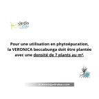 Pour une utilisation en phytoépuration, la VERONICA beccabunga doit être planté avec une densité de 7 plants au m². Pour une utilisation en phytoépuration, la VERONICA beccabunga doit être planté avec une densité de 7 plants au m².