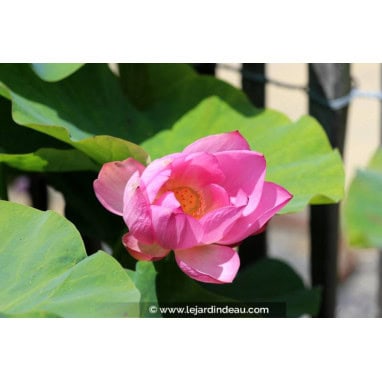 NELUMBO \'Yonsil\' - Lotus