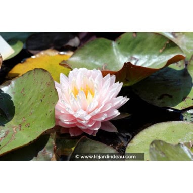 NYMPHAEA \'Gloire du Temple Sur Lot\' - Nénuphar