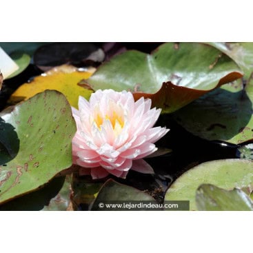 NYMPHAEA \'Gloire du Temple Sur Lot\' - Nénuphar