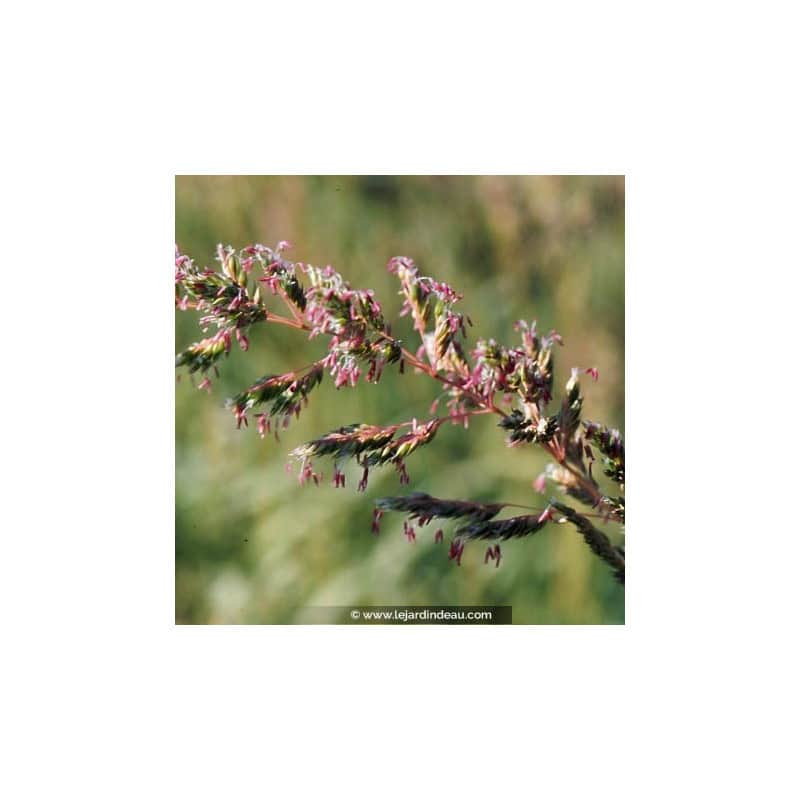 PHALARIS arundinacea var. picta 'Feesey' PHALARIS arundinacea var. picta 'Feesey'