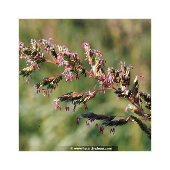 PHALARIS arundinacea var. picta 'Feesey'