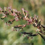 PHALARIS arundinacea var. picta 'Feesey' PHALARIS arundinacea var. picta 'Feesey'