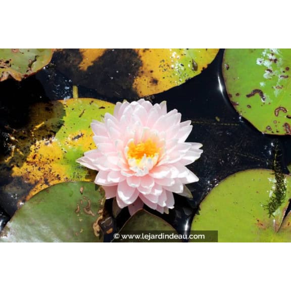 NYMPHAEA 'Gloire du Temple Sur Lot' - &Eacute;t&eacute;