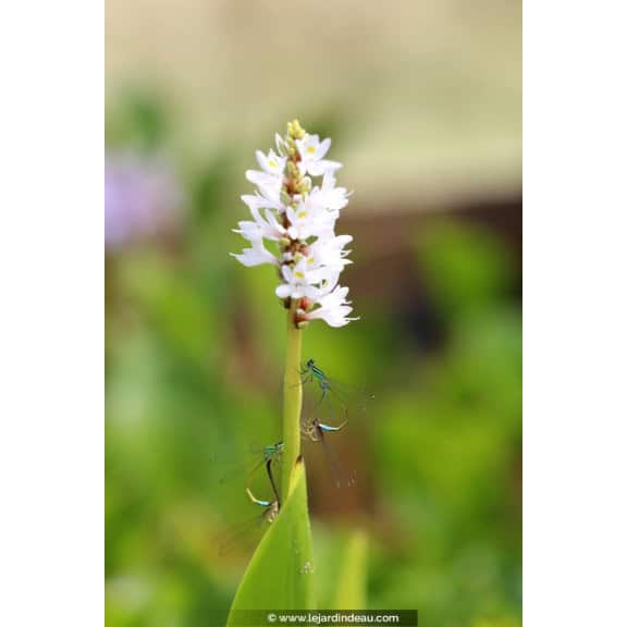 PONTEDERIA cordata 'Alba' - &Eacute;t&eacute;