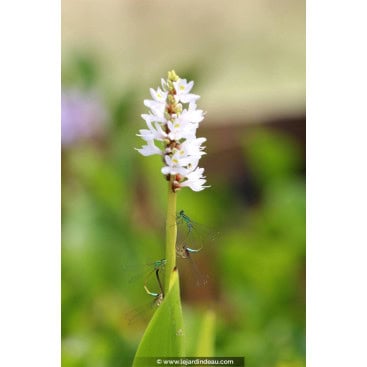 PONTEDERIA cordata \'Alba\' - Pontederie blanche /  White Pickerel Weed