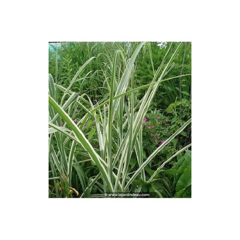 MISCANTHUS sinensis var. condensatus 'Cosmopolitan'
