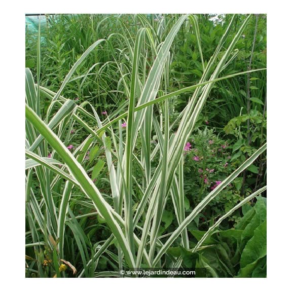MISCANTHUS sinensis var. condensatus 'Cosmopolitan'