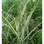 MISCANTHUS sinensis var. condensatus 'Cosmopolitan'