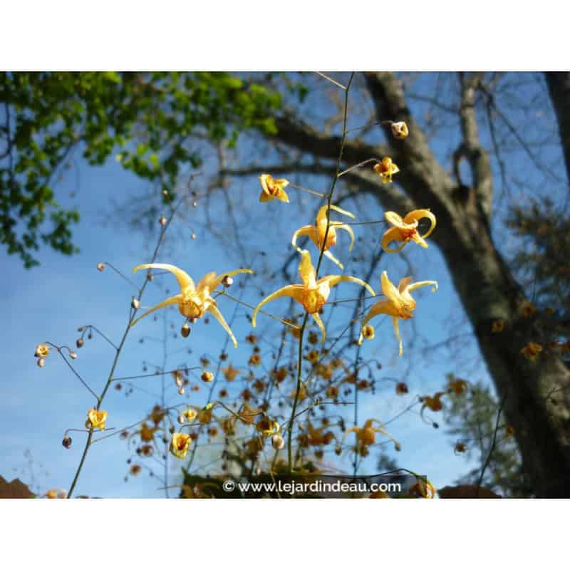 EPIMEDIUM 'Amber Queen' EPIMEDIUM 'Amber Queen'