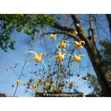 EPIMEDIUM \'Amber Queen\' - Fleur des Elfes