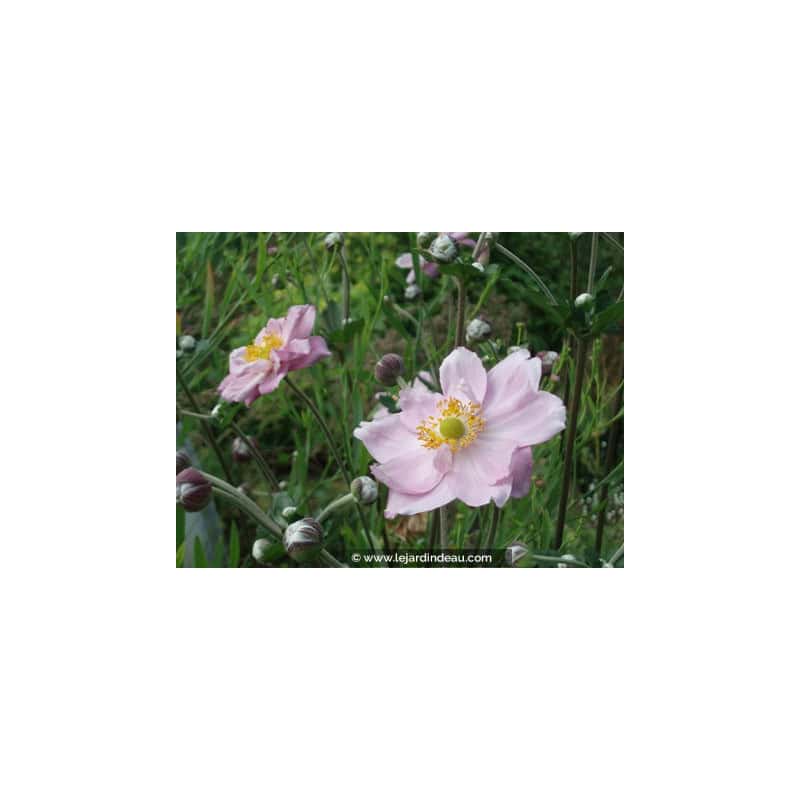 ANEMONE hybrida 'Königin Charlotte' ANEMONE hybrida 'Königin Charlotte'