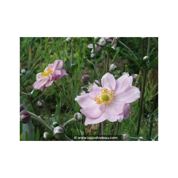 ANEMONE hybrida 'K&ouml;nigin Charlotte'