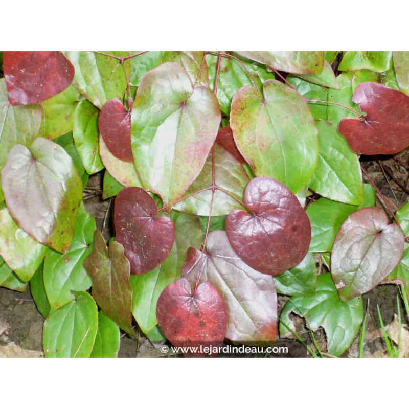 EPIMEDIUM 'Black Sea' EPIMEDIUM 'Black Sea'