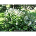 HOSTA 'Royal Standard' HOSTA 'Royal Standard'