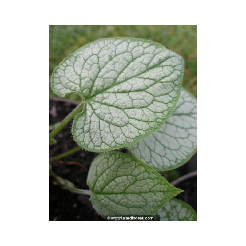 BRUNNERA macrophylla 'Looking Glass' BRUNNERA macrophylla 'Looking Glass'