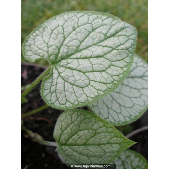 BRUNNERA macrophylla 'Looking Glass'
