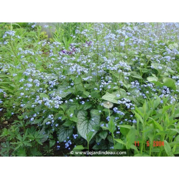 BRUNNERA macrophylla 'Jack Frost' &reg;