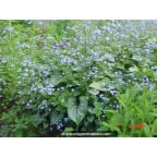 BRUNNERA macrophylla 'Jack Frost' ® BRUNNERA macrophylla 'Jack Frost' ®