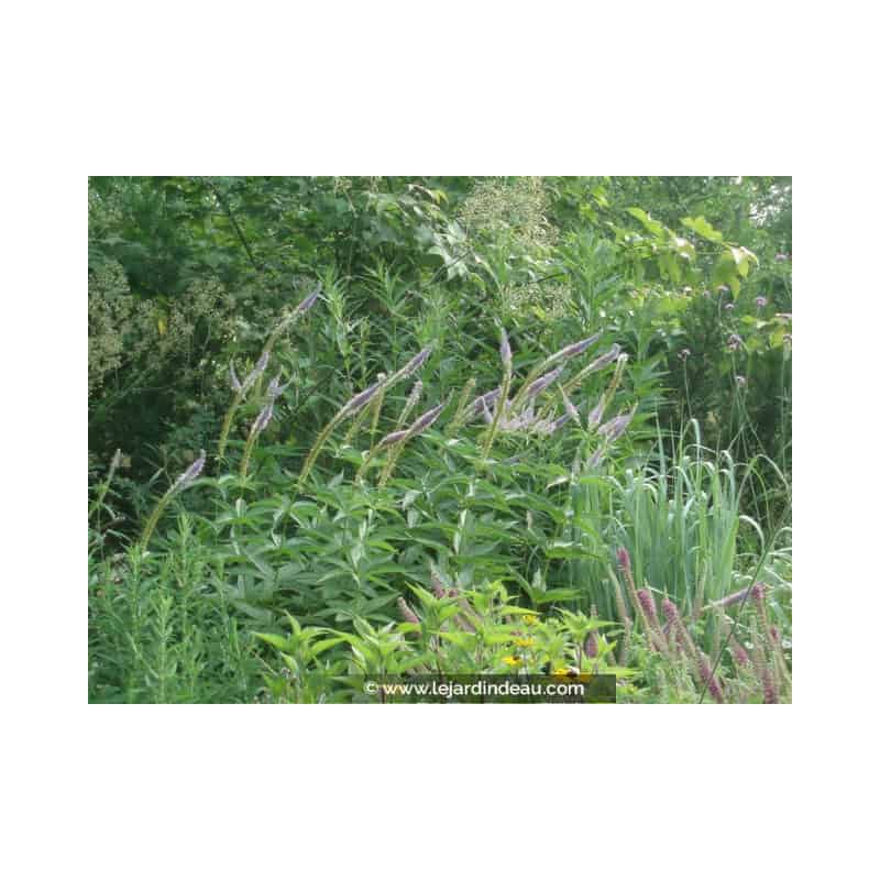 VERONICASTRUM virginicum 'Apollo' VERONICASTRUM virginicum 'Apollo'