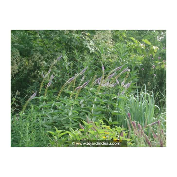 VERONICASTRUM virginicum 'Apollo'