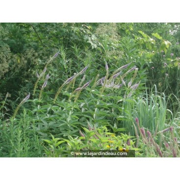 VERONICASTRUM virginicum \'Apollo\'
