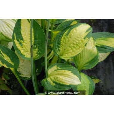 HOSTA \'Captain Kirk\' - Hosta, Funkia, Lis plantain