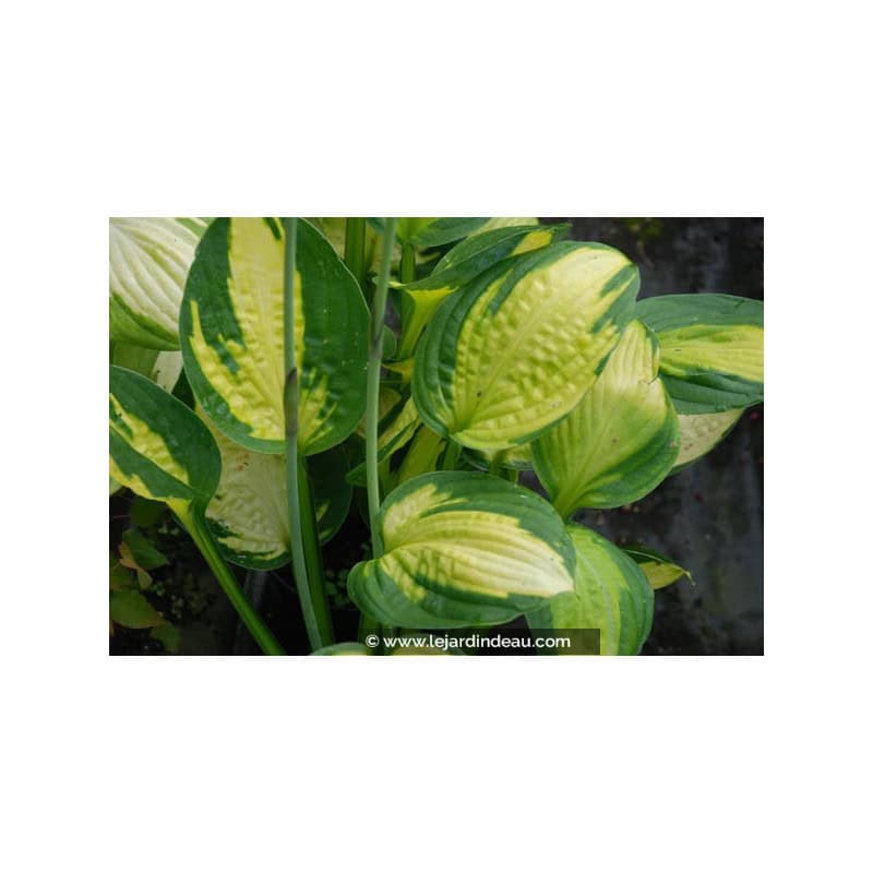 HOSTA 'Captain Kirk' HOSTA 'Captain Kirk'