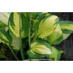 HOSTA 'Captain Kirk' HOSTA 'Captain Kirk'