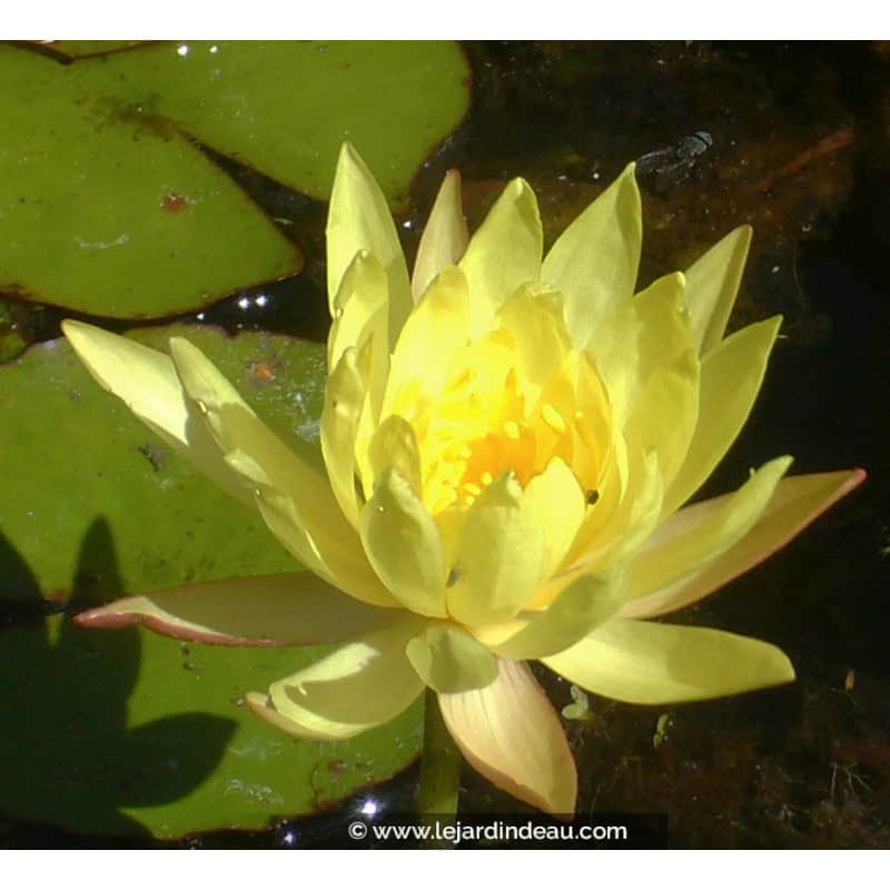 NYMPHAEA mexicana NYMPHAEA mexicana