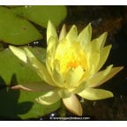 NYMPHAEA mexicana NYMPHAEA mexicana