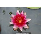 NYMPHAEA 'Perry's Baby Red' NYMPHAEA 'Perry's Baby Red'