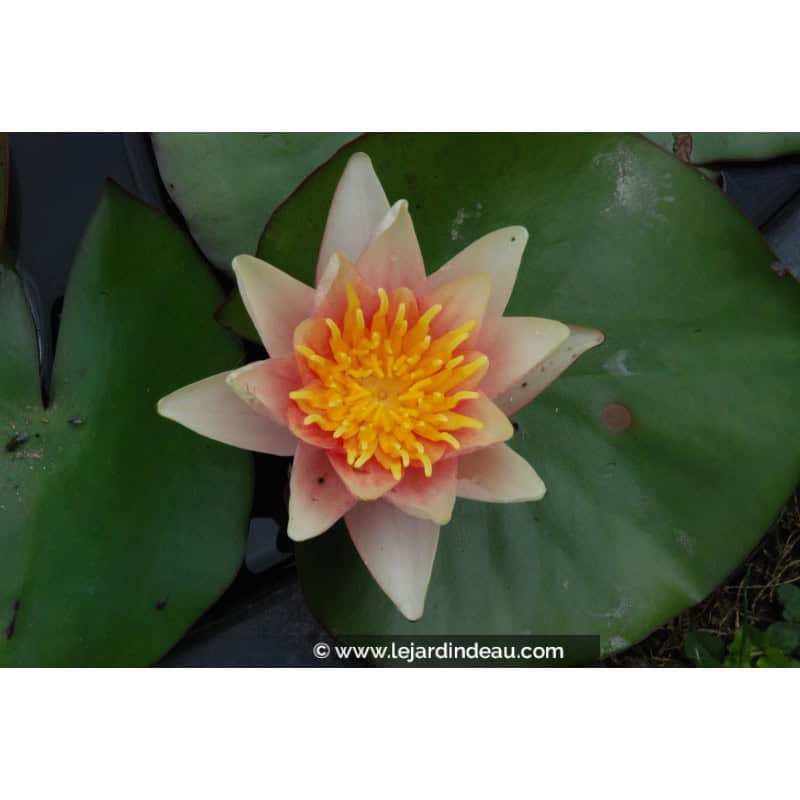 NYMPHAEA 'Sioux' NYMPHAEA 'Sioux'