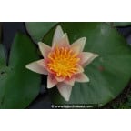NYMPHAEA 'Sioux' NYMPHAEA 'Sioux'