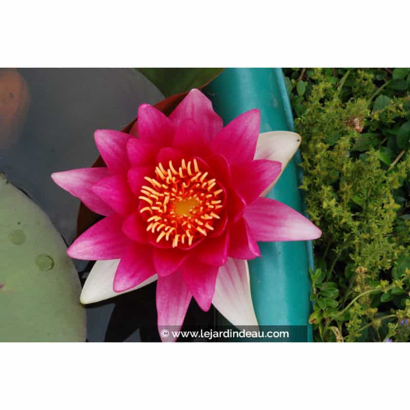NYMPHAEA 'Escarboucle' NYMPHAEA 'Escarboucle'