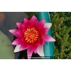 NYMPHAEA 'Escarboucle' NYMPHAEA 'Escarboucle'