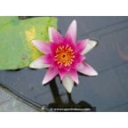 NYMPHAEA 'René Gerard' NYMPHAEA 'René Gerard'