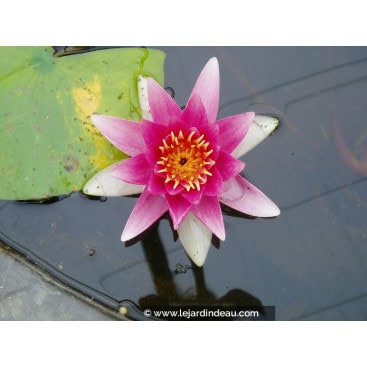 NYMPHAEA \'René Gérard\' - Nénuphar
