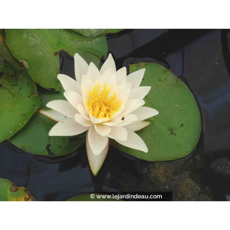 NYMPHAEA tetragona NYMPHAEA tetragona