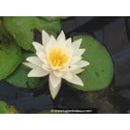 NYMPHAEA tetragona NYMPHAEA tetragona