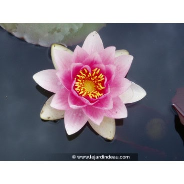 NYMPHAEA \'Masaniello\' - Nénuphar