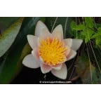 NYMPHAEA 'Paul Hariot' NYMPHAEA 'Paul Hariot'