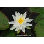 NYMPHAEA 'Caroliniana Nivea' NYMPHAEA 'Caroliniana Nivea'