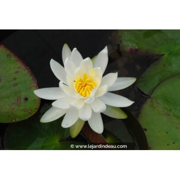 NYMPHAEA \'Caroliniana Nivea\' - Nénuphar
