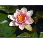 NYMPHAEA 'Fabiola' NYMPHAEA 'Fabiola'