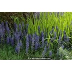 AJUGA reptans 'Catlin's Giant' AJUGA reptans 'Catlin's Giant'