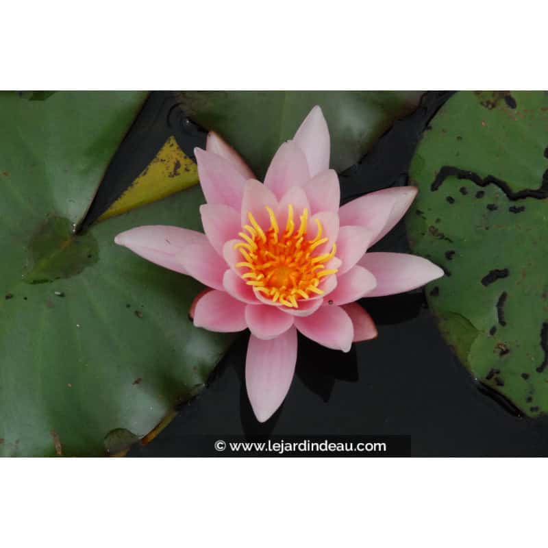 NYMPHAEA 'Rosennymphe' NYMPHAEA 'Rosennymphe'