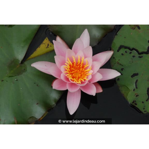 NYMPHAEA 'Rosennymphe'