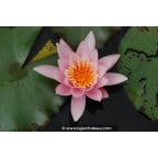 NYMPHAEA 'Rosennymphe' NYMPHAEA 'Rosennymphe'